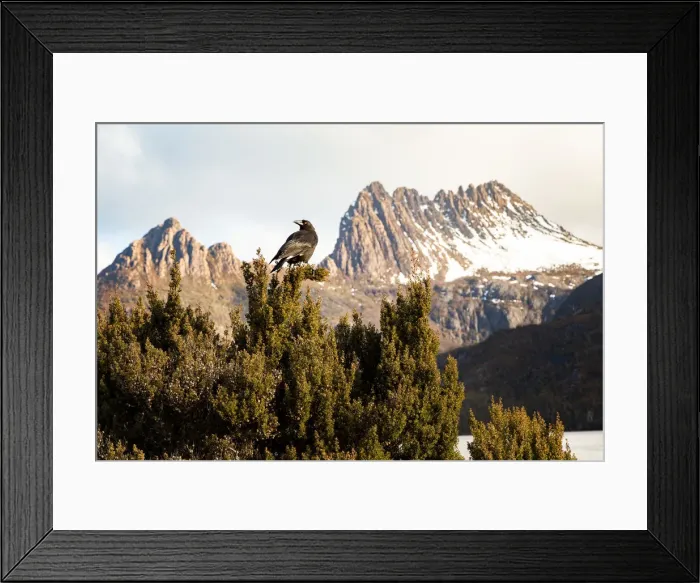 Framed Print : Currawong Bird - Cradle Mountain