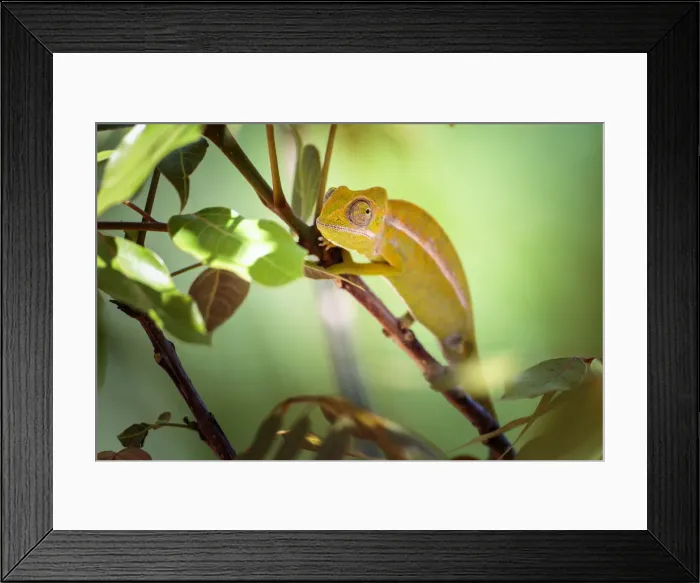 Framed Print : Chameleon on a stick