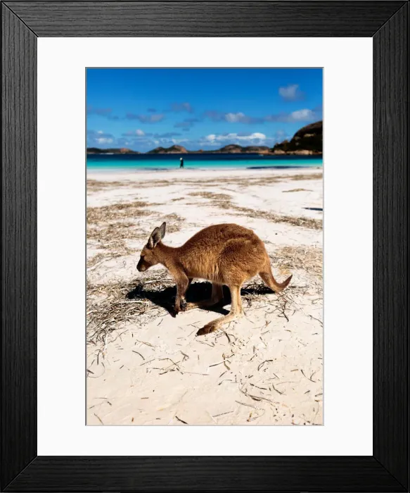 Framed Print : Lucky Bay kangaroo