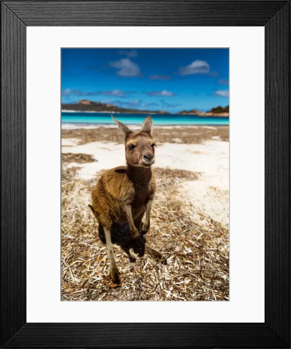 Framed Print : Lucky Bay kangaroo