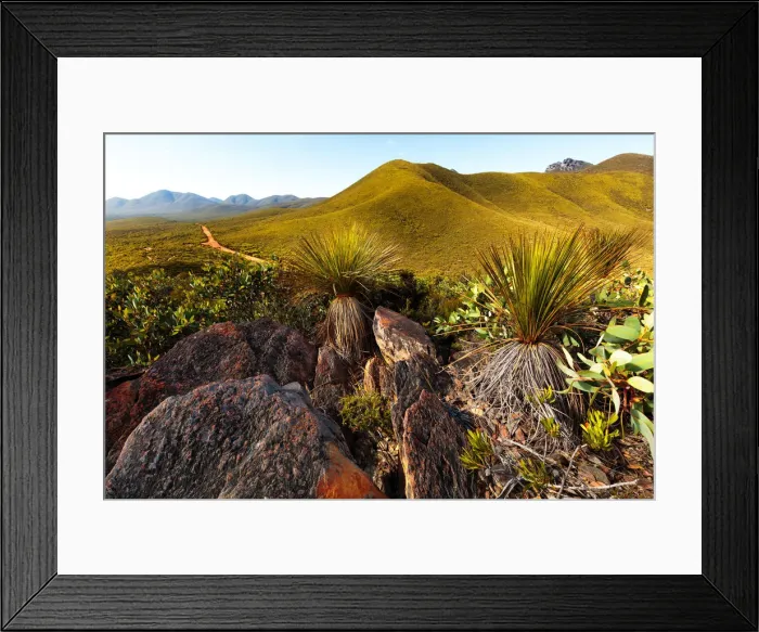Framed Print : Stirling Ranges National Park grass trees