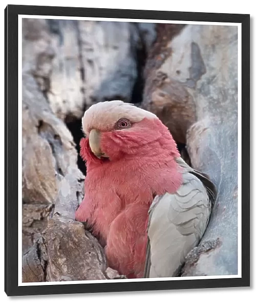 Look at me ! A Juvenile Galah is mesmerised by the photographer