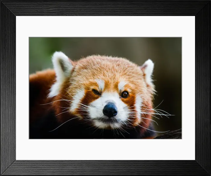 Framed Print : Red panda. A red panda in the treetops