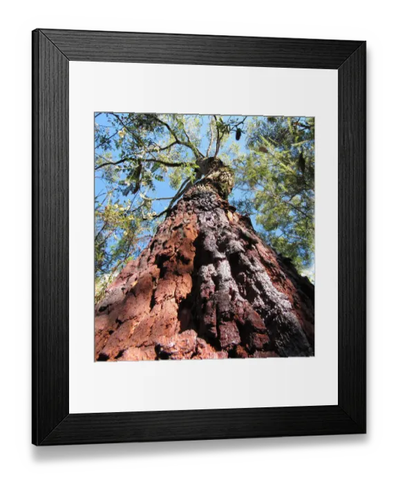Framed Print : Red Bloodwood