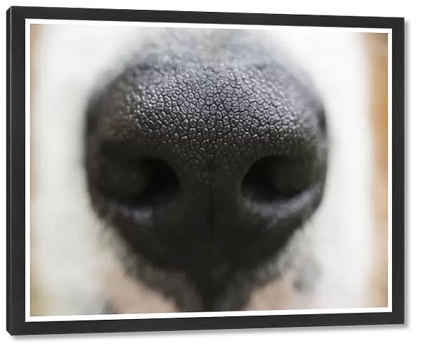 Puppy Dog Nose