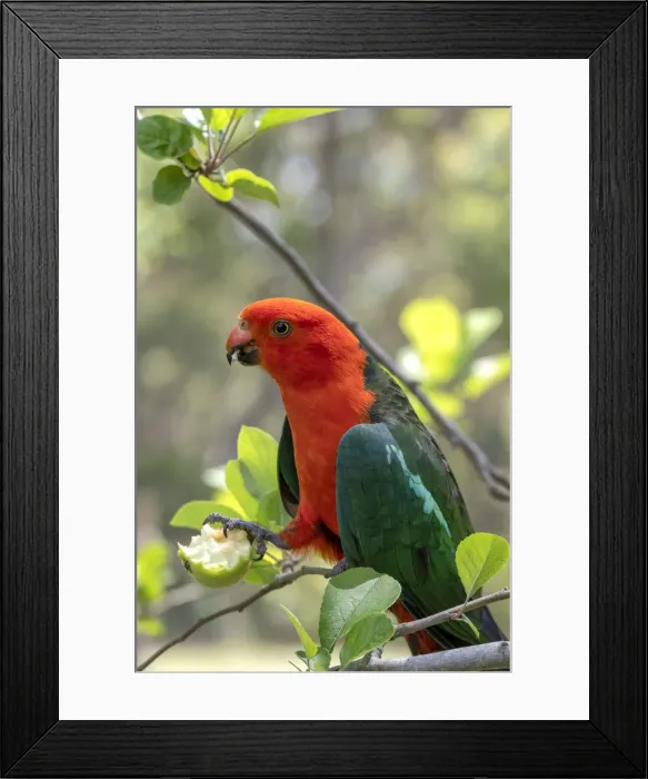 Framed Print : King Parrot eating unripe apples from a tree