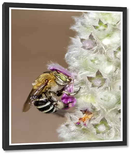 Blue Banded Bee on a Lambs Ear Flower