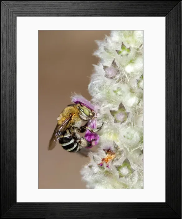 Framed Print : Blue Banded Bee on a Lambs Ear Flower Framed Print : Blue Banded Bee on a Lambs Ear Flower