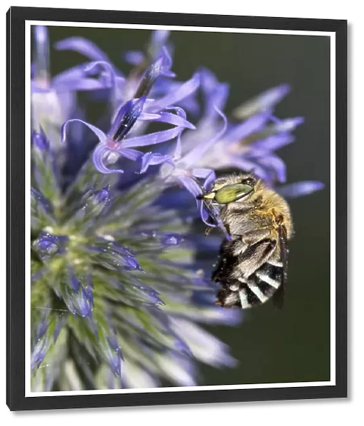 Common Blue-banded Bee roosting on flower