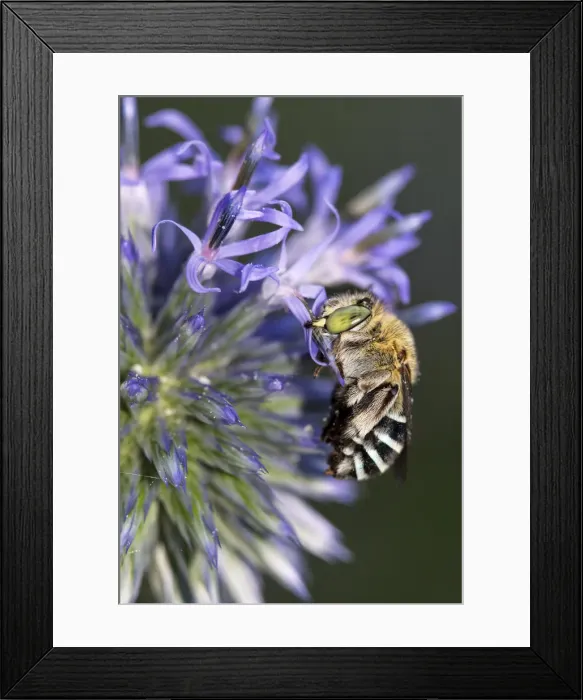 Framed Print : Common Blue-banded Bee roosting on flower