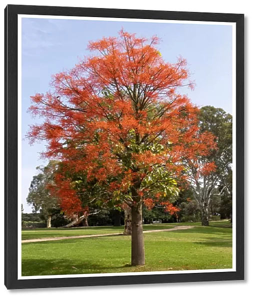 Brachychiton acerifolius, commonly known as the Illawarra flame tree