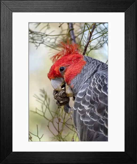 Framed Print : Male Gang Gang Cockatoo (Callocephalon fimbriatum) eating Isopogon Cones