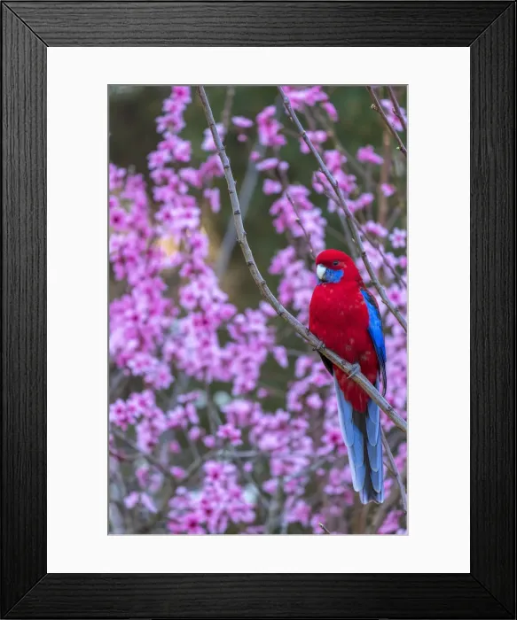 Framed Print : Crimson Rosella in a peach tree Framed Print : Crimson Rosella in a peach tree