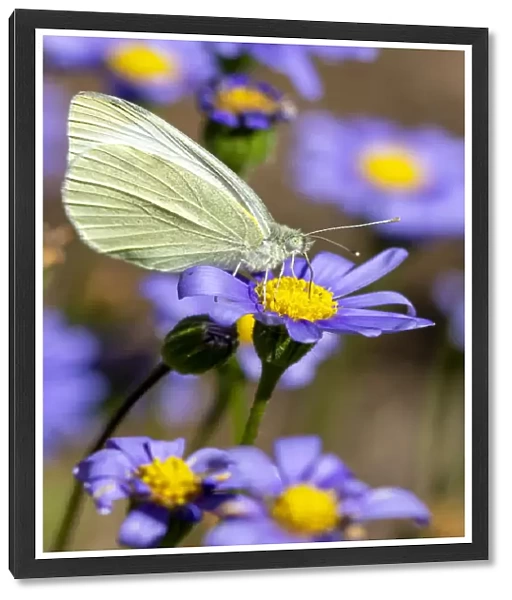 White Cabbage Butterfly on Marguerite Daisies