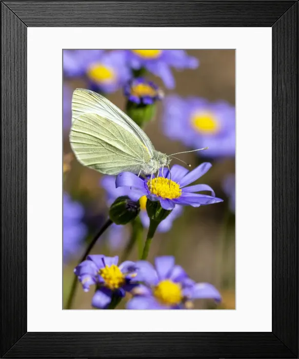 Framed Print : White Cabbage Butterfly on Marguerite Daisies