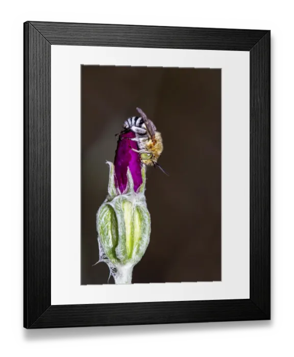 Framed Print : Blue Banded Bee resting on a flower