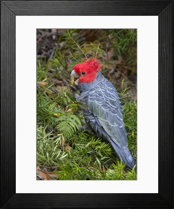 Framed Print : Male Gang Gang Cockatoo (Callocephalon fimbriatum) eating geebung fruit Framed Print : Male Gang Gang Cockatoo (Callocephalon fimbriatum) eating geebung fruit