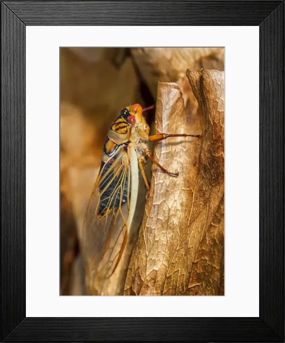 Framed Print : Close up of a cicada on a dried leaf