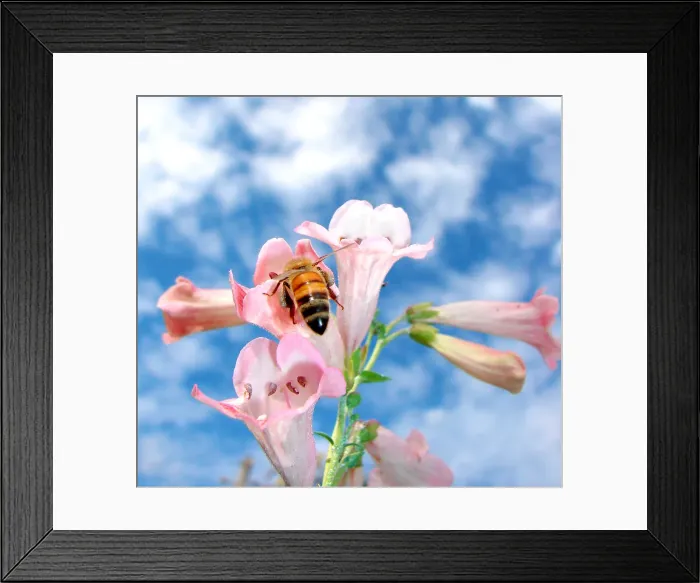Framed Print : Pink Penstemons Framed Print : Pink Penstemons