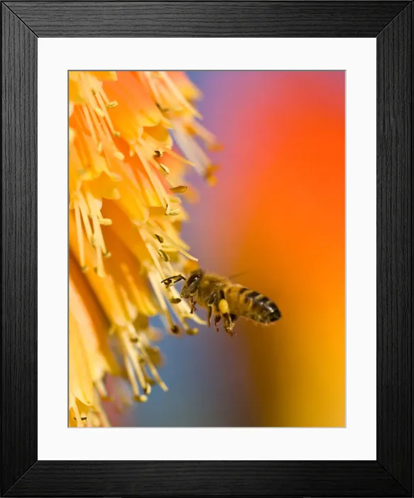 Framed Print : Busy Bee. A bee buzzing around a Red Hot Poker Plant