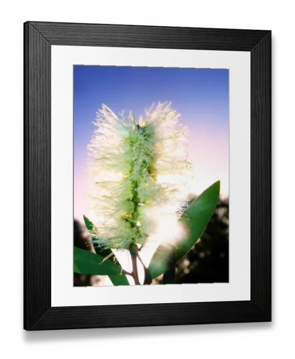 Framed Print : White Bottle Brush Framed Print : White Bottle Brush