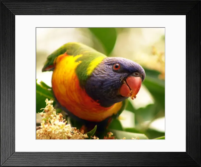 Framed Print : A lorikeet in a tree