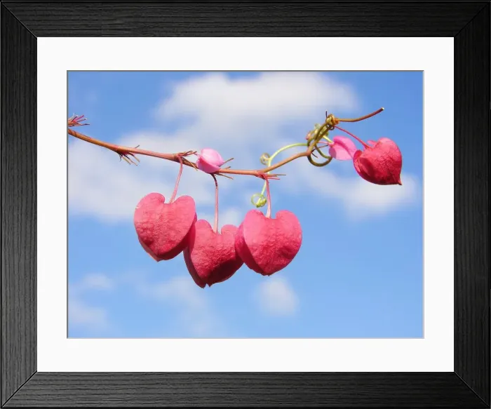 Framed Print : Coral flower vine against the sky