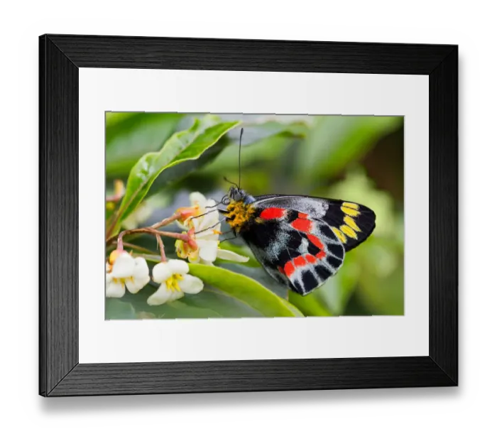 Framed Print : Delias nigrina. common jezabel butterfly