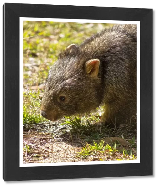 Wombat Portrait