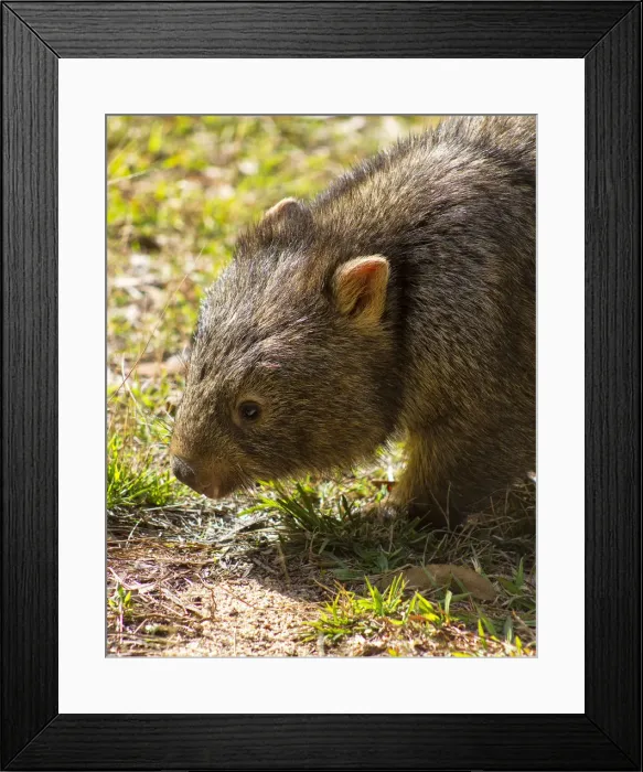 Framed Print : Wombat Portrait