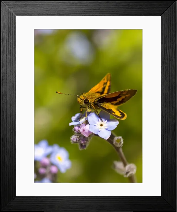 Framed Print : Skipper Butterfly perched on a Forget-me-not flower