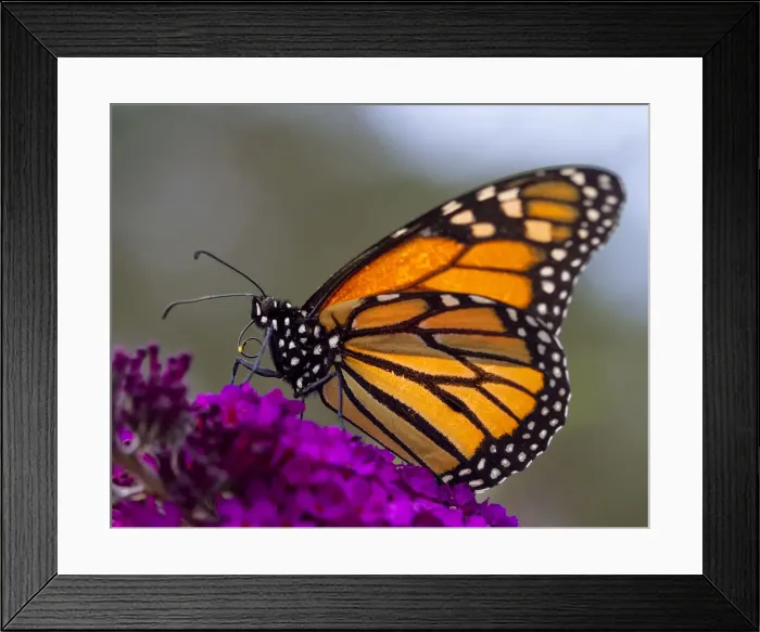 Framed Print : Monarch Butterfly on Buddleia Flower