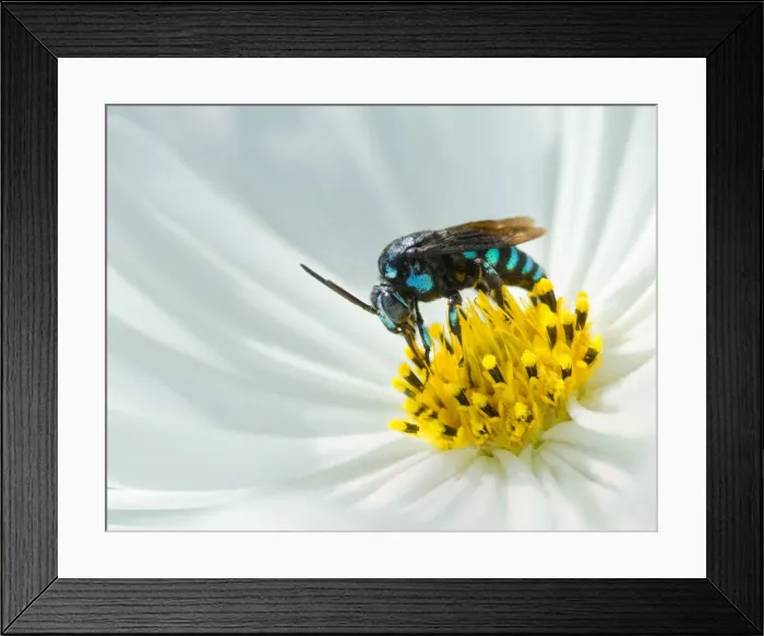 Framed Print : A Neon Cuckoo Bee on a cosmos flower