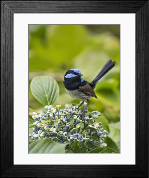 Framed Print : Male Fairy Wren on a Flower Framed Print : Male Fairy Wren on a Flower