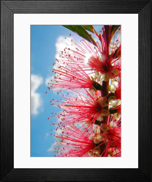 Framed Print : Bottlebrush with the sky in the background