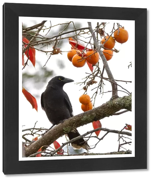 Currawong in a Persimmon Tree