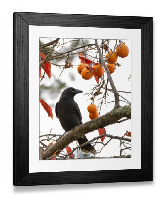 Framed Print : Currawong in a Persimmon Tree Framed Print : Currawong in a Persimmon Tree
