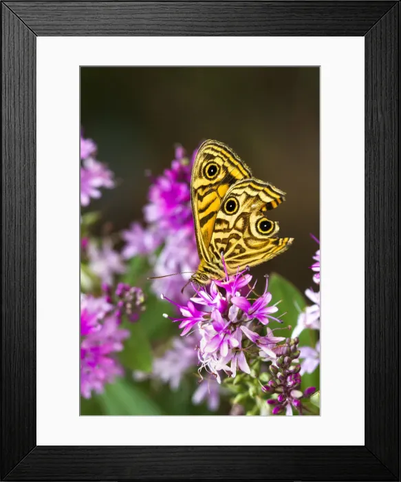 Framed Print : Common Silver Xenica Butterfly on a Hebe Framed Print : Common Silver Xenica Butterfly on a Hebe