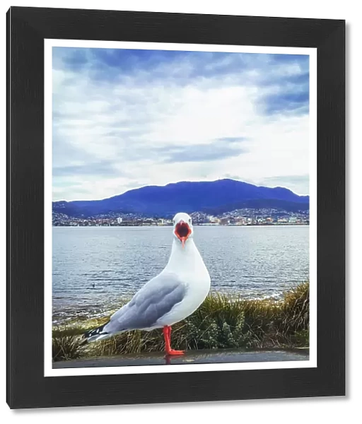 Seagull with Mt Wellington, Hobart in background