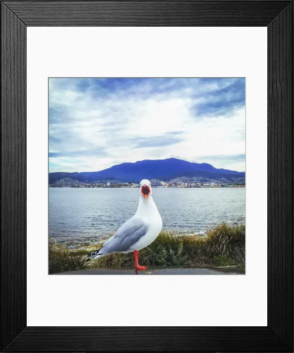 Framed Print : Seagull with Mt Wellington, Hobart in background Framed Print : Seagull with Mt Wellington, Hobart in background