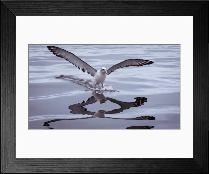 Framed Print : Shy Albatross landing on water Framed Print : Shy Albatross landing on water