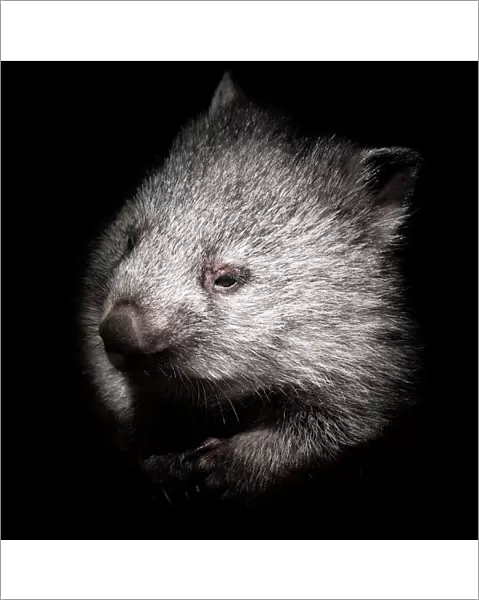 Baby wombat portrait