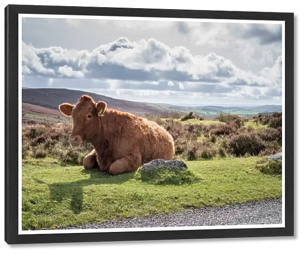 Cow lying on the side of the road, Dartmoor National Park