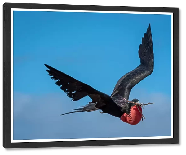 Magnificent Frigatebird in flight with red gular pouch and twig in beak