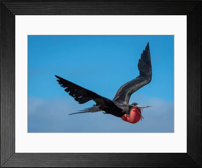 Framed Print : Magnificent Frigatebird in flight with red gular pouch and twig in beak Framed Print : Magnificent Frigatebird in flight with red gular pouch and twig in beak