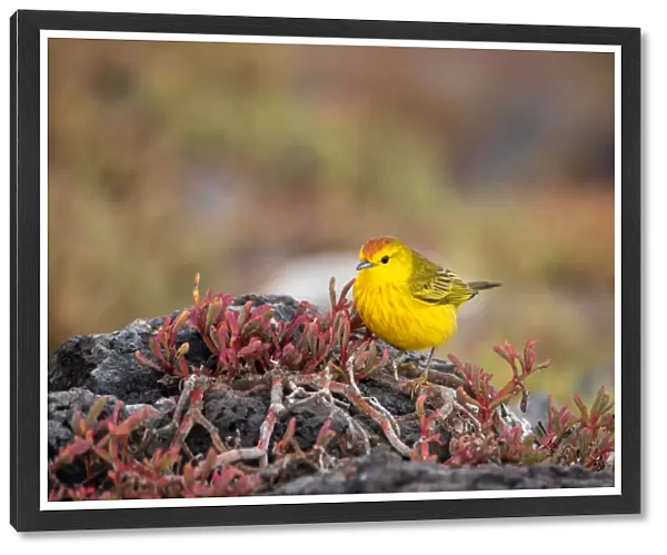 Yellow Warbler bird, GalAapagos Islands