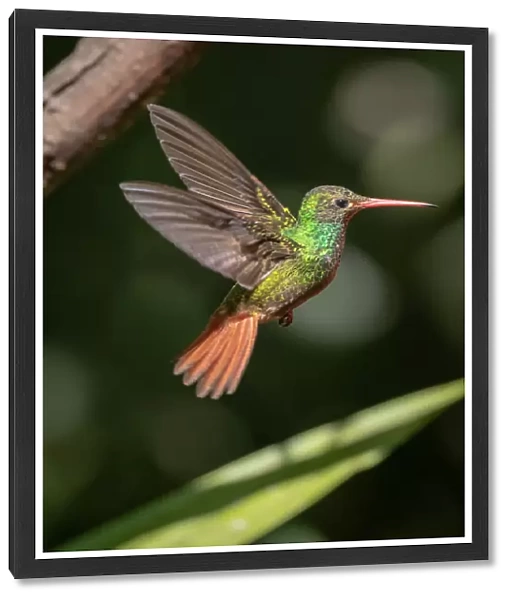 Hummingbird in flight, Mindo, Ecuador
