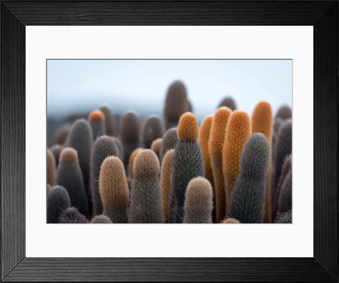 Framed Print : Cacti of GalAapagos Framed Print : Cacti of GalAapagos