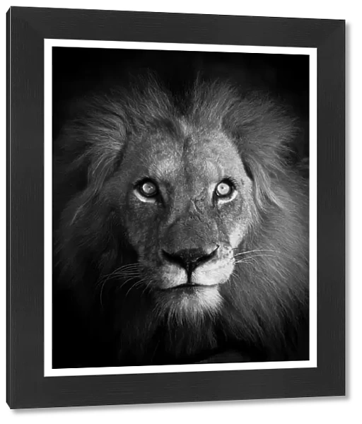 Artistic portrait of a majestic male lion, looking at camera, black and white