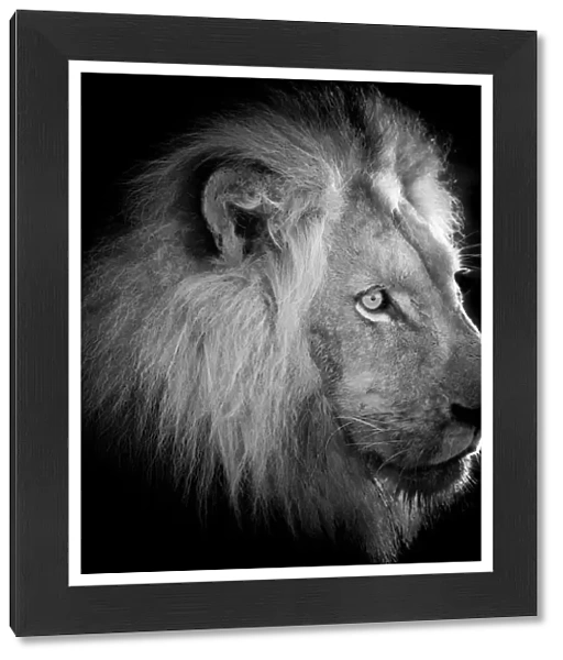 Profile view portrait of majestic male lion, side lit, black and white